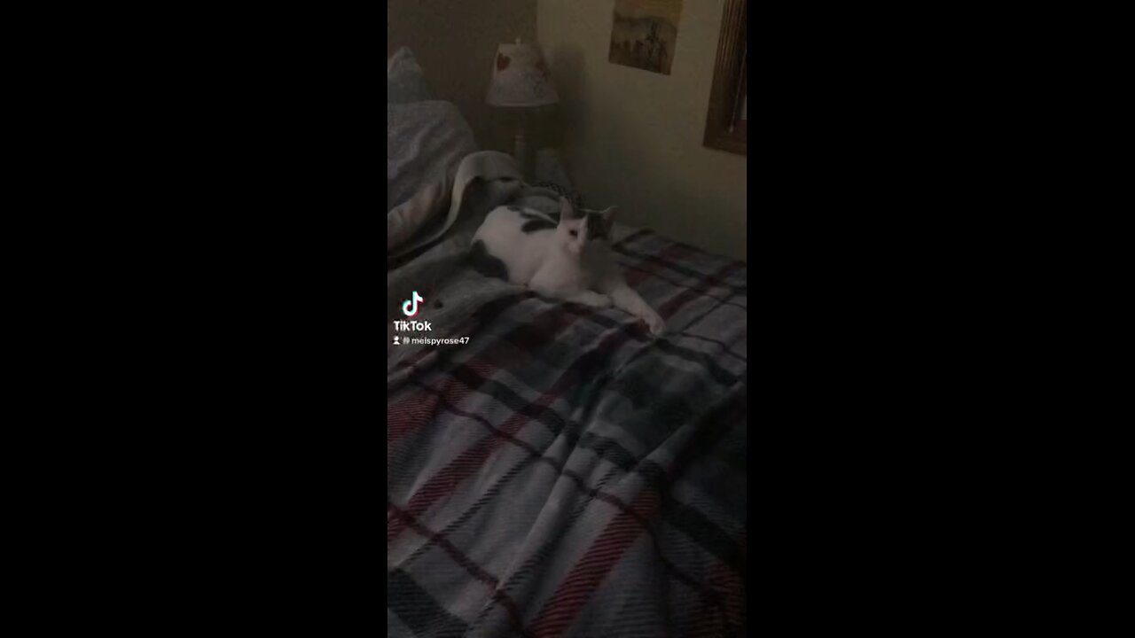 My silly cat video