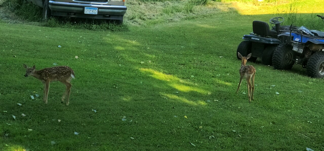 2 Fawns chillin in the shade