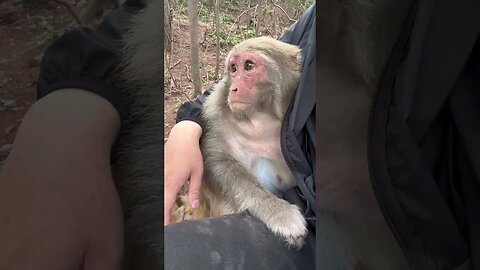 Already matched with the monkey