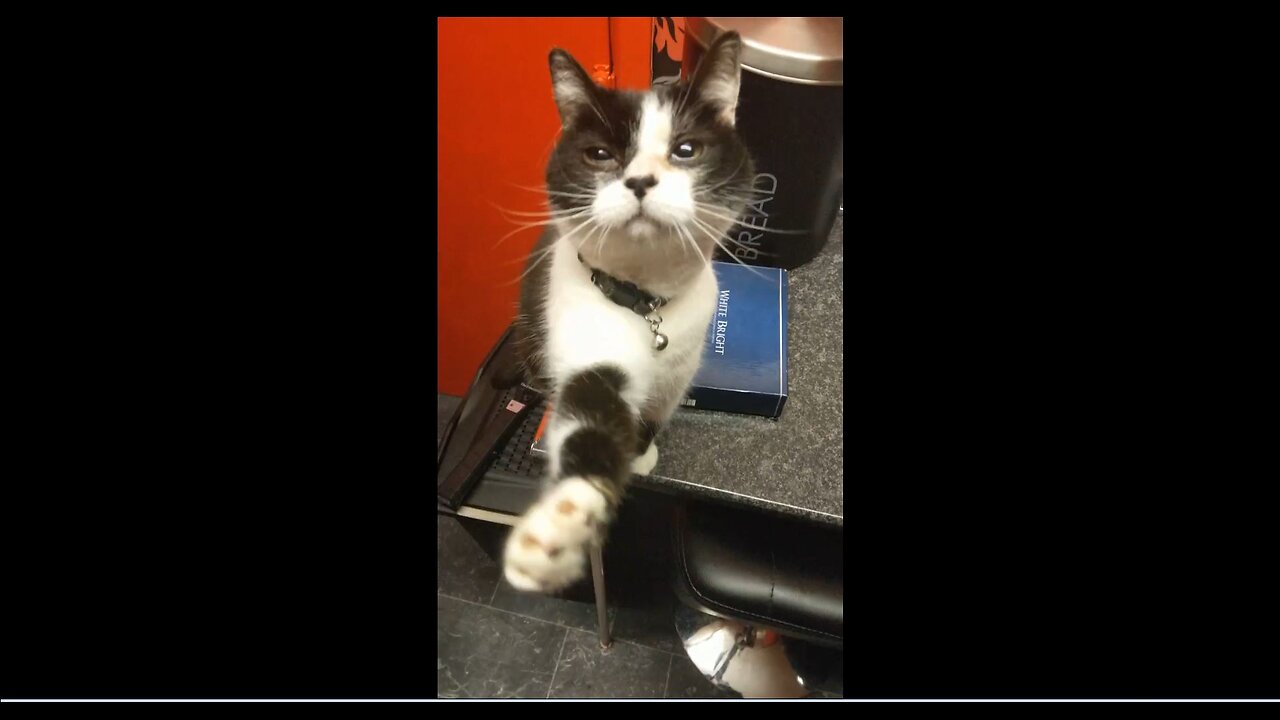 RIO 🙀 AND I SHAKE HANDS 👐 WE DO THIS AS ARE LITTLE GREETING AND TO SAY HELLO 👋 RIO 🙀 VERY GOOD AT IT