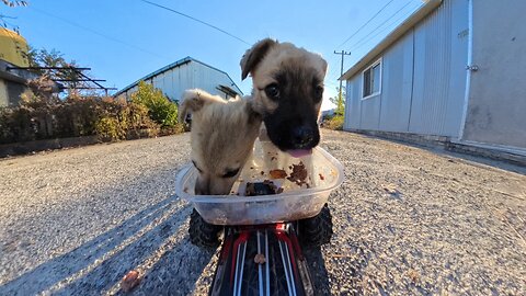 Two country puppies eating together for the first time 😂🐶