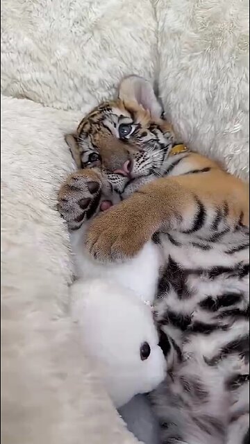 After a hearty meal, predators are always calm!