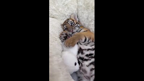 After a hearty meal, predators are always calm!
