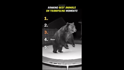 Ranking Best Animals On Trampoline Moments!