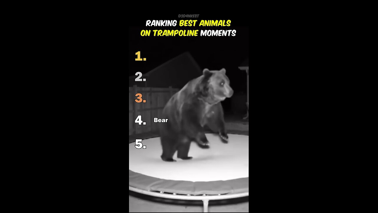 Ranking Best Animals On Trampoline Moments!