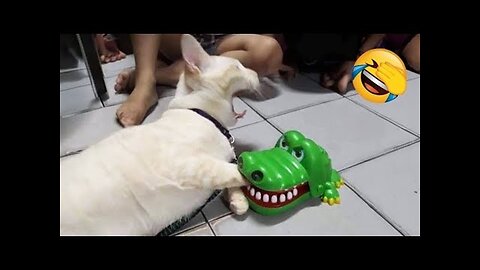 Side-Splitting Animal Shenanigans You’ll Love! 😂🐾