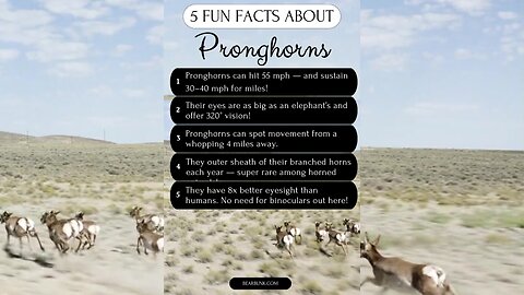 5 Fun Facts About Pronghorns! #wildlife #animals #animals #animallovers #animalfacts