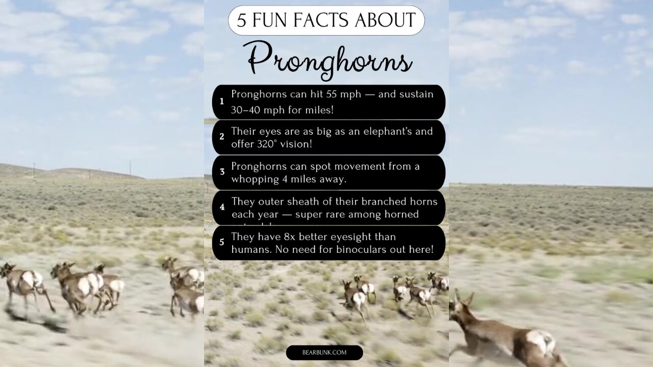 5 Fun Facts About Pronghorns! #wildlife #animals #animals #animallovers #animalfacts