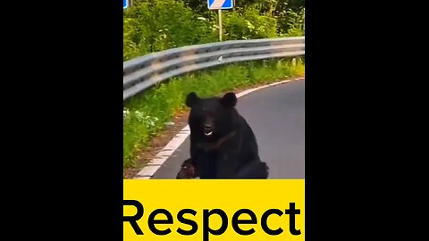 Accident bear