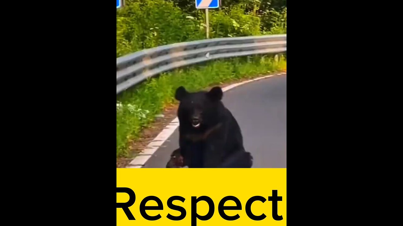 Accident bear