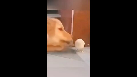This Dog’s Reaction Will Make You Cry Laughing 😂 | Funniest Animal Moments 2025
