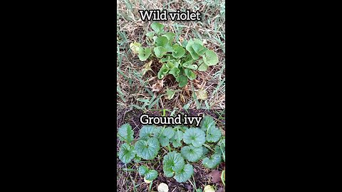 Wild Violets & Ground Ivy