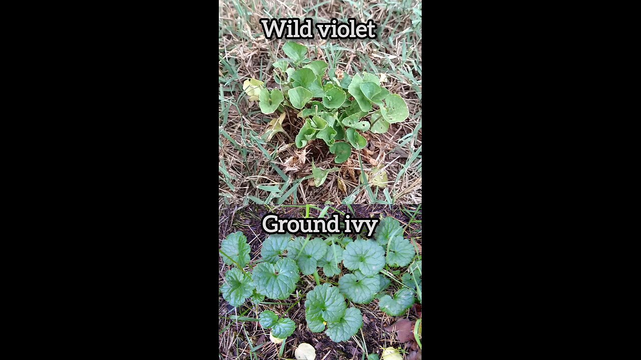 Wild Violets & Ground Ivy