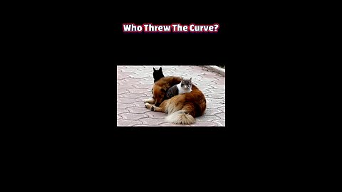 Paws & REM: Dog vs. Cat Dream Showdown