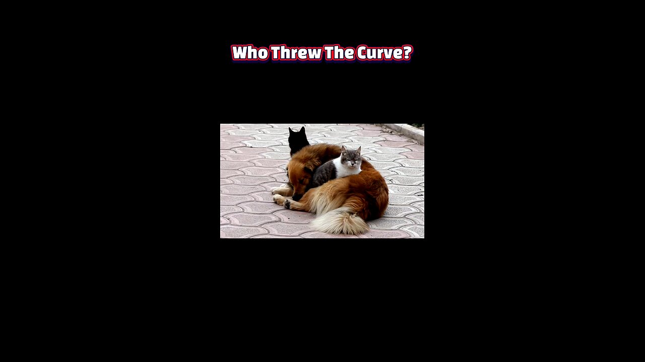 Paws & REM: Dog vs. Cat Dream Showdown