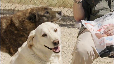 Entire family dumped in desert! Mom, dad and five puppies. See them today.