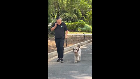 Big dogs and small dogs