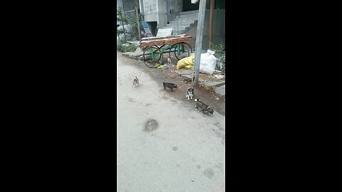 Adorable Puppies Playing on the Street 🐾 | Too Cute to Miss!