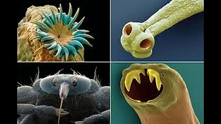 The world is rife with parasites!