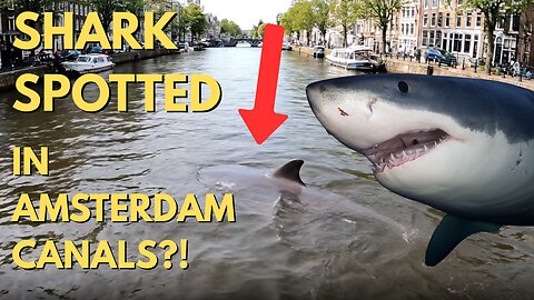 SHARK SPOTTED swimming around AMSTERDAM canals | 2025