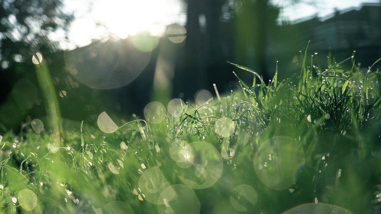 Pixel by Pixel: Dew Drops in Ultra Clarity