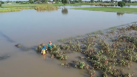 Floods and Cotton-picking women of Punjab: 'crop is gone but we still have to pay the debt'