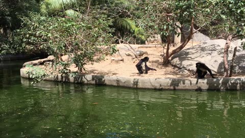 Spider Monkey, Geese, Mexican Hairless Dog @ Puerto Vallarta Zoo (Jalisco, Mexico) 3