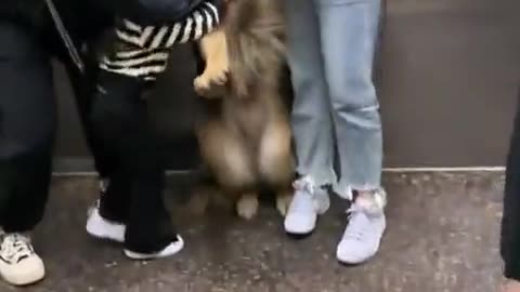 😂🐺 It's funny, but the wolf is unexpected! | FunFM