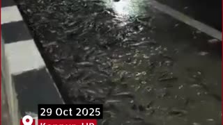 Fish Truck Overturns in Kanpur | Locals Rush to Collect Fish from the Road