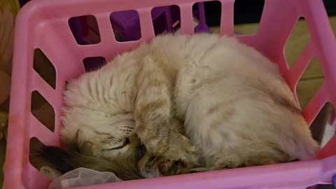 Kitten Falls Asleep in Tiny Toy Shopping Cart