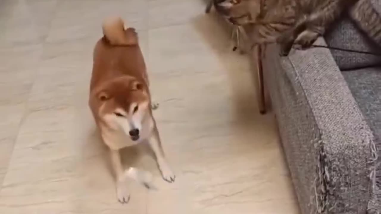 Cat entertaining the dog.. 😅