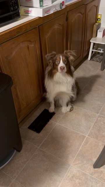 Australian Shepherd's Best Marilyn Monroe Impression