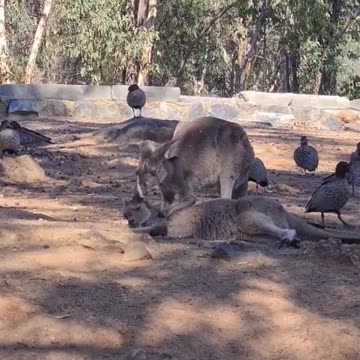 Kangaroo diaries only in Australia 🇦🇺