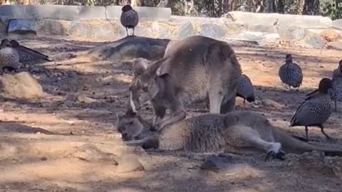 Kangaroo diaries only in Australia 🇦🇺