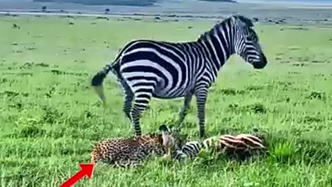 Must Watch: zebra vs cheetah #trending #wildlife #animals #shorts #youtube #yout
