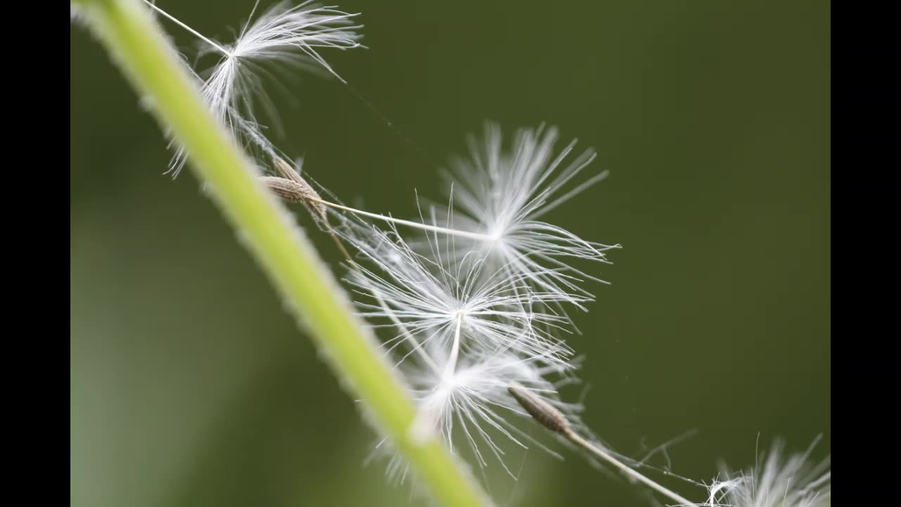 Lord Winter - Seeds