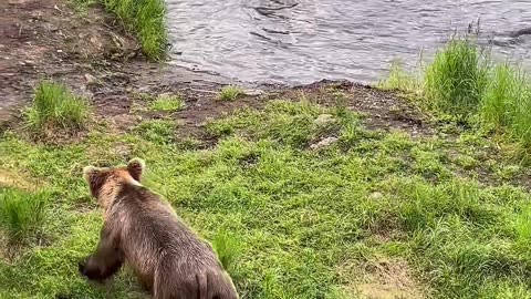 Bears Fishing in Brooks Falls at Katmai National Park