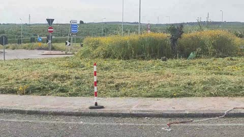 Andria, degrado e rischio Xylella a Paparicotta: ripulita da cittadini e aziende agricole