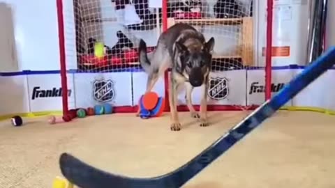 DOG A65