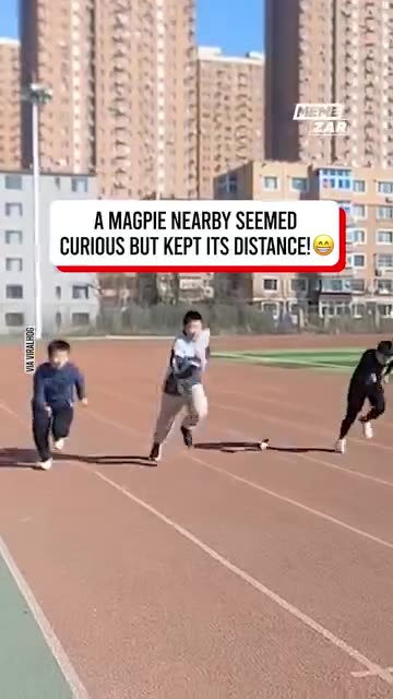 Animals are getting wiser - mandela effect