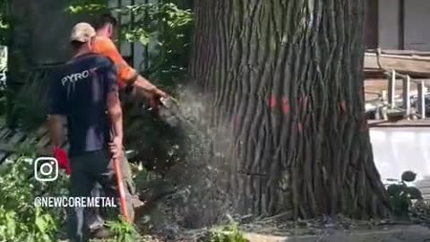 That's A Big Tree