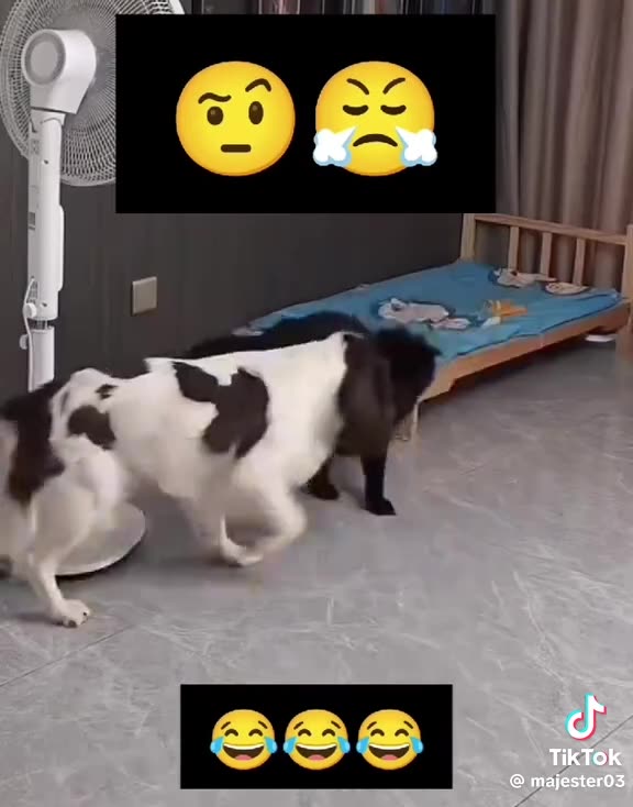 TOO DANG CUTE CAT VS DOG