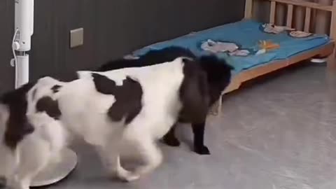 TOO DANG CUTE CAT VS DOG