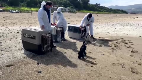 Nine Magellanic penguins released in Chile after rehabilitation