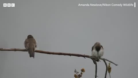 WILDLIFE SILLINESS😃 FRIDAY 12/26/25