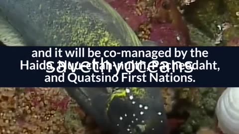 Celebrating Tang. É¢wan Â· á¸¤aÄxÊ·iqak Â· TsigÌ±i Canada's Newest Marine Protected Area