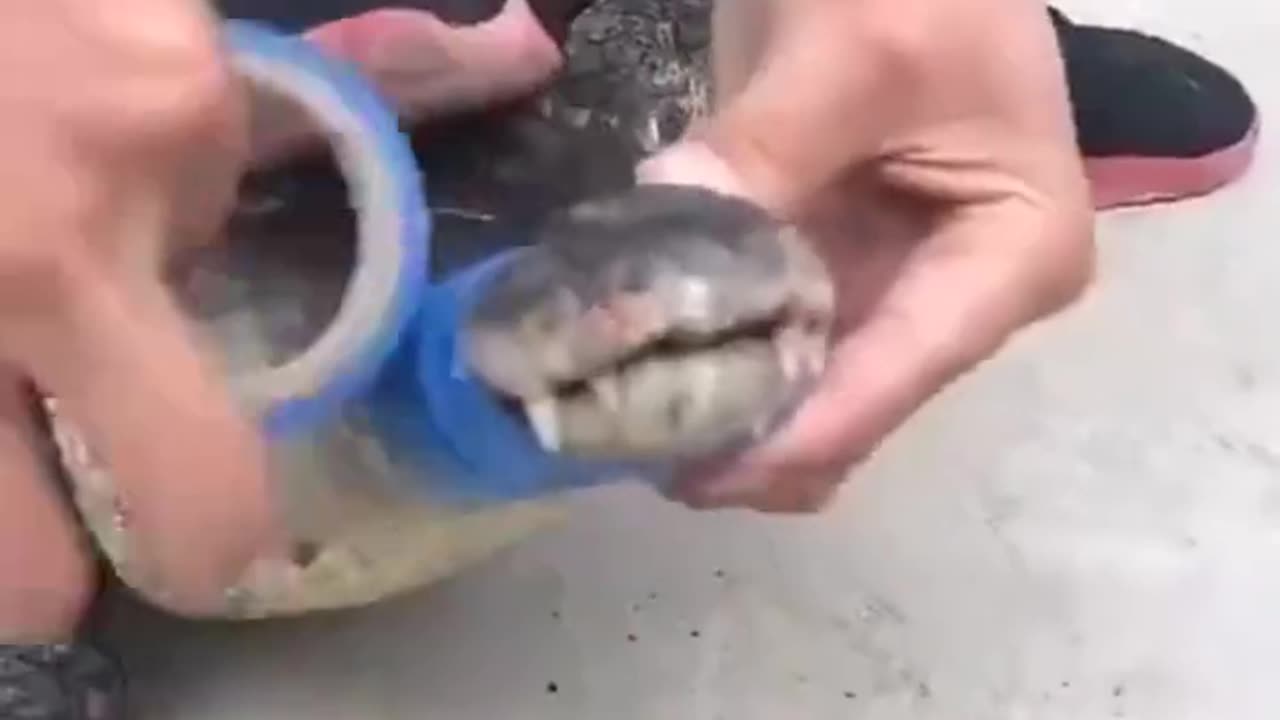 "Crocodile’s Powerful Jaws Sealed with Just Tape! 😲🐊"