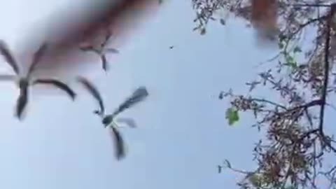 Seed dispersal in SAL tree