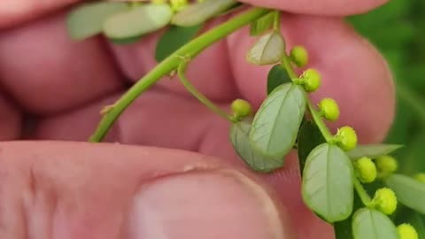 The plant's nickname is the #StoneBreaker!!!