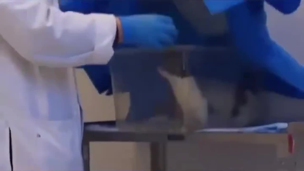 This video will make you want to stop sugar.
